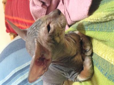 Glue, Peterbald, 3mois