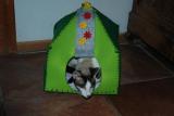 Tipis pour petits chiens et chats...