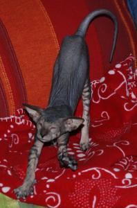 Glue...chatonne Peterbald