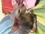 Glue, Peterbald, 3mois