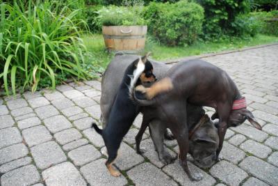 Hysterie et ses amis