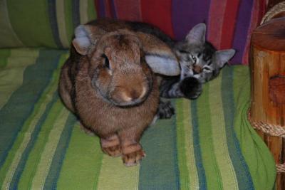 Troisheures lapin géant belge et Oslo Pixiebob
