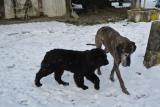 Bentley et Henriette