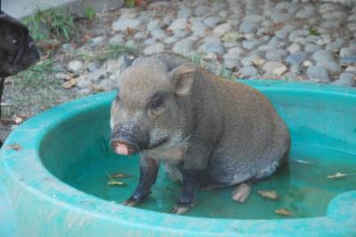 Marcia prend un bain