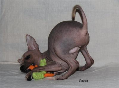 Ratai, Xoloitzcuintle