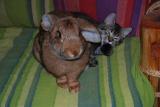 Troisheures lapin géant belge et Oslo Pixiebob