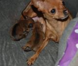 Kalinka et ses bébés le 4 janvier 2013