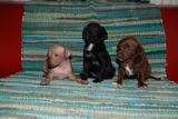 Chiots 1 mois