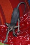 Glue...chatonne Peterbald