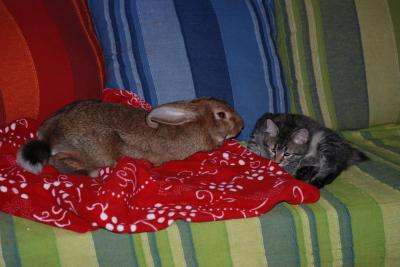 Troisheures lapin géant belge et Oslo Pixiebob