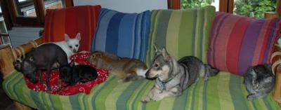 Complot sur le canapé